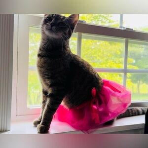 💖🎂🎉🥰My fur baby’s 1st Birthday!!🎈🌈🍭💜😇🩷